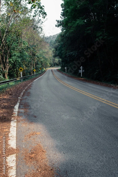 Obraz Empty tourist road in the mountains with trees on both sides