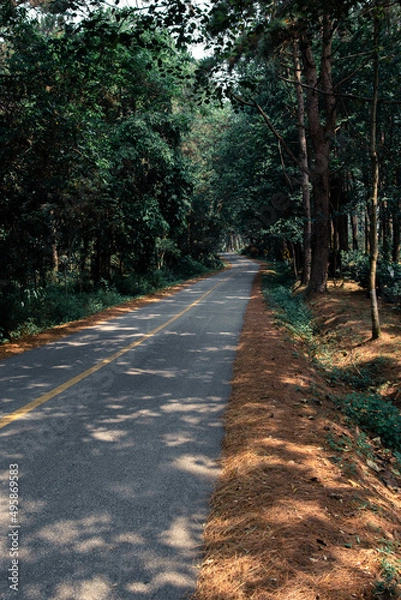 Obraz Empty tourist road in the mountains with trees on both sides