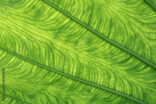 Obraz Green background and Elephant ear