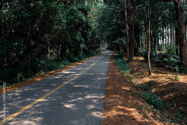 Fototapeta Empty tourist road in the mountains with trees on both sides