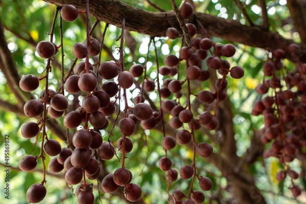 Obraz Burmese grape, wild in nature and ripening