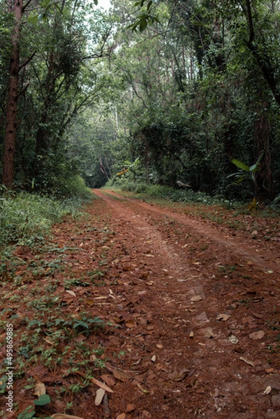 Obraz Empty tourist road in the mountains with trees on both sides
