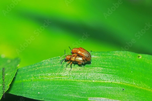 Fototapeta The red beetle mating on green leaf