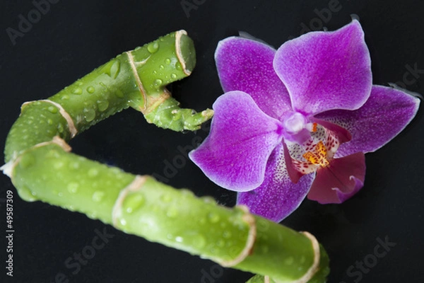 Obraz Bambus - Orchidee