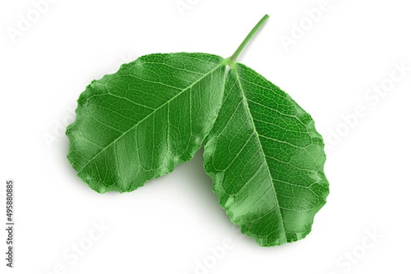 Fototapeta Fresh carob leaves isolated on white background with clipping path. Top view. Flat lay