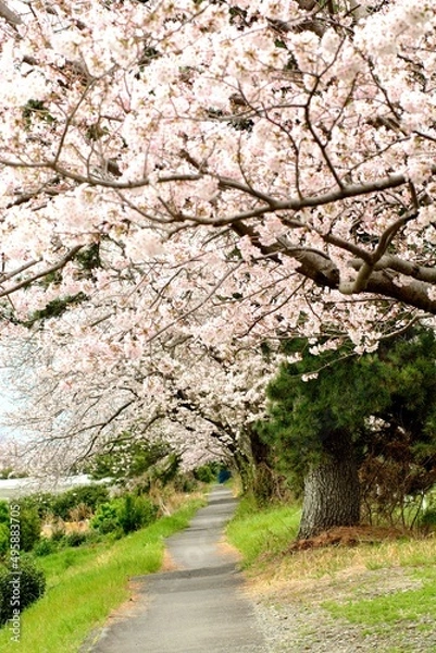 Obraz spring in the park