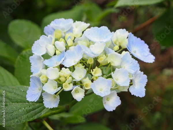 Fototapeta 紫陽花