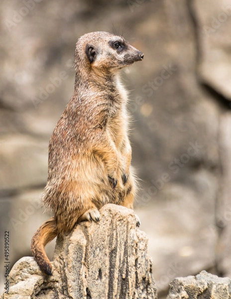 Obraz Erdmännchen aufrecht seitlich im Portrait