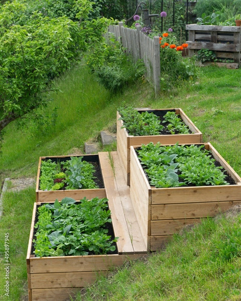 Obraz Create raised vegetable bed and garden 