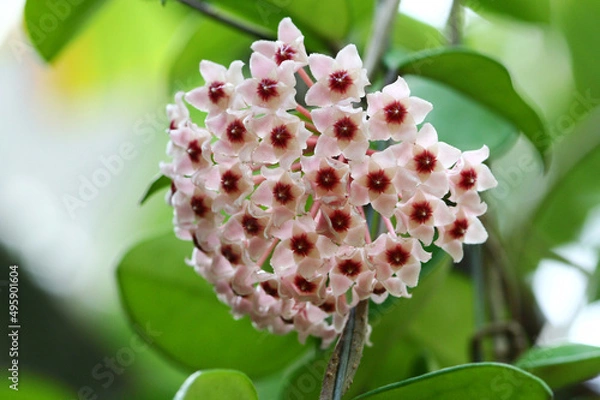 Fototapeta Close up of pink-red Hoya flower on its tree with green leaves in natural light from Thailand.