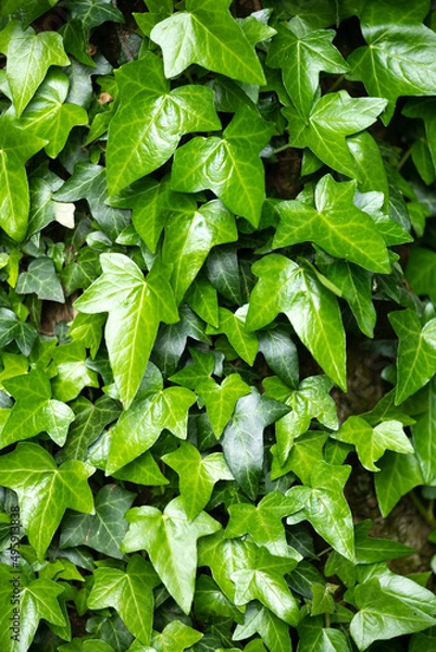 Fototapeta A fragment of a tree trunk with gray bark, covered with vines of juicy green ivy leaves. Natural and organic background.
