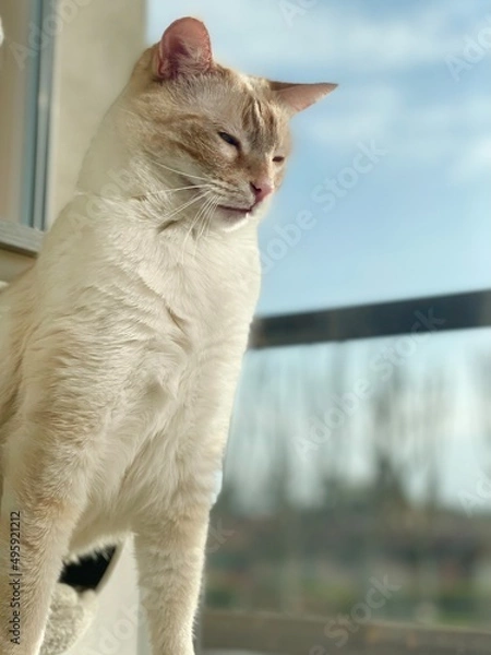 Fototapeta cat on the window