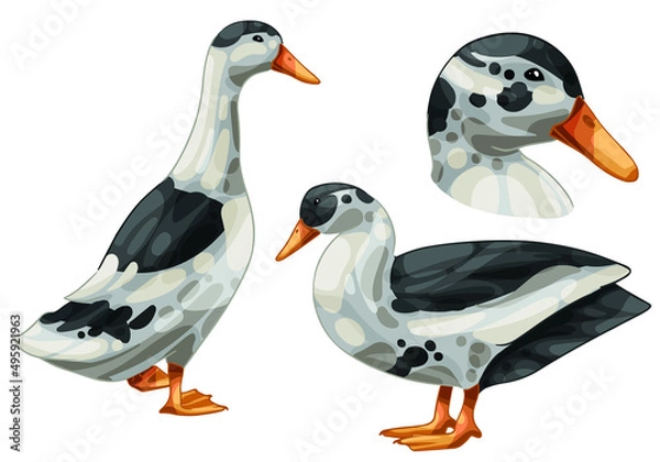 Fototapeta A set of hand drawn ducks The breed of Black and White magpie duck