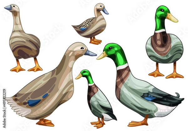 Fototapeta A set of hand drawn ducks The breed of Rouen duck