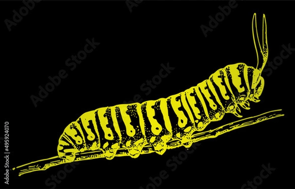 Obraz vector caterpillar illustration	