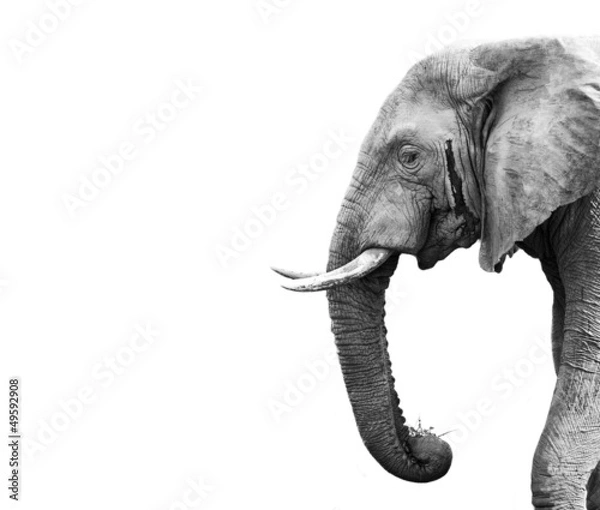 Fototapeta Słoń