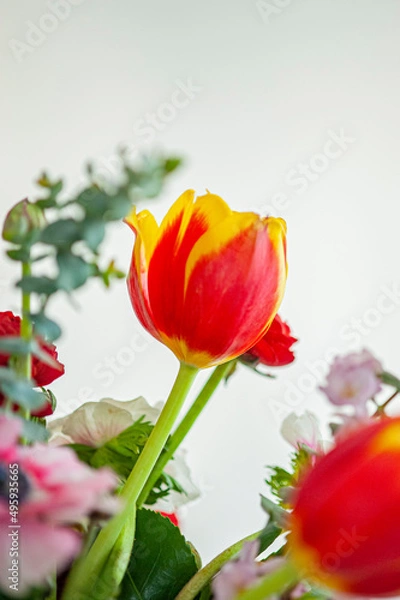 Fototapeta Tulipano singolo