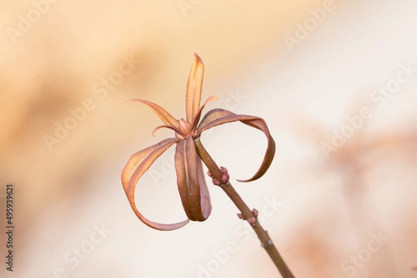 Obraz Wilted flower from last fall