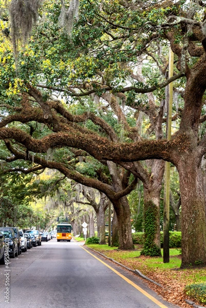 Fototapeta Scene along tree lined street in Savannah, Georgia on a spring day