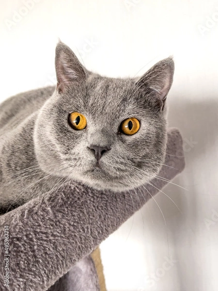 Obraz British Shorthair cat lying on table