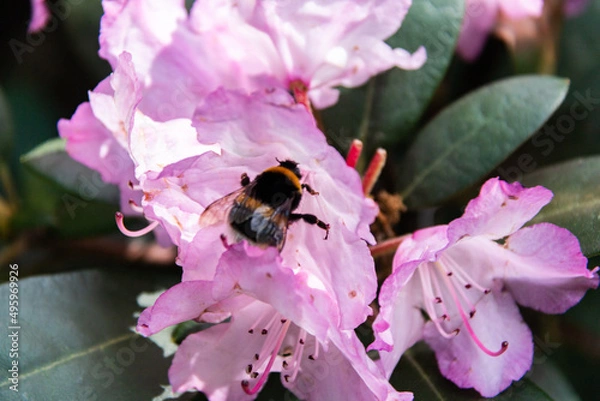 Obraz A banded bumblebee collects nectar on a purple rhododendron flower. Close-up.