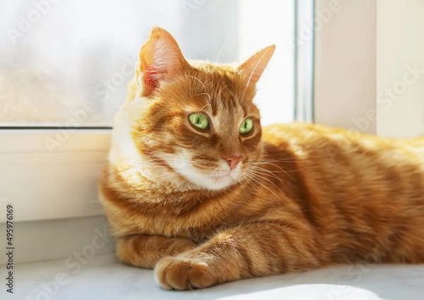 Obraz Portrait of a red cat with green eyes. Cute orange cat basking in the sun. Ginger Cat On The Window. A yellow cat is resting in the morning on the windowsill of the house. The pet enjoys the sunlight