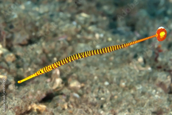 Obraz Yellow banded pipefish