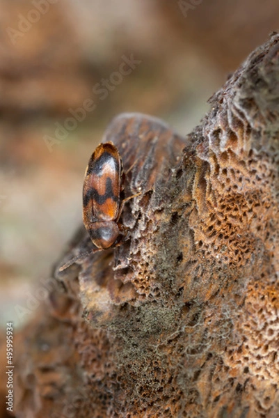 Fototapeta False darkling beetle, Abdera flexuosa on alder bracket, Inonotus radiatus