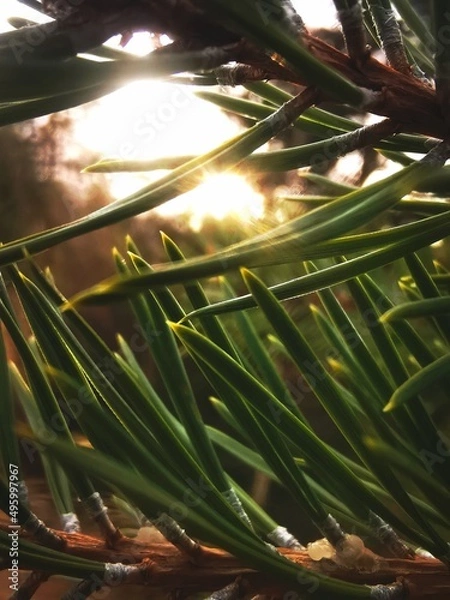 Obraz christmas tree lights