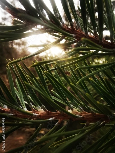 Obraz christmas tree branches