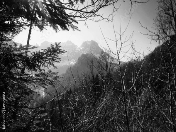 Obraz sunset in the forest