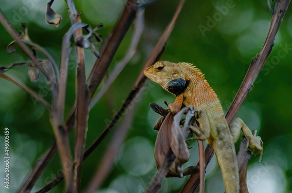 Obraz lizard on a tree