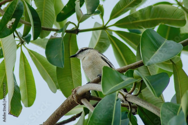 Obraz Pied Triller on a branch