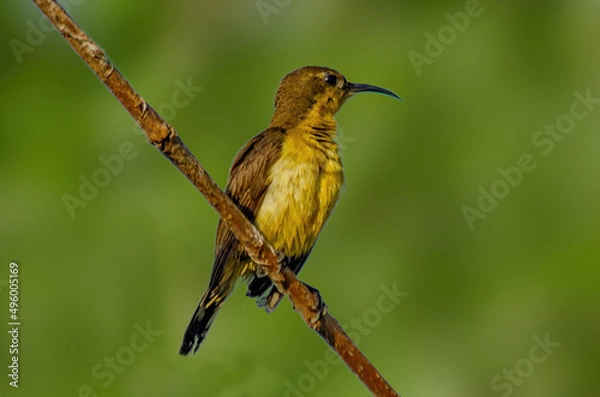 Obraz yellow bird on a branch
