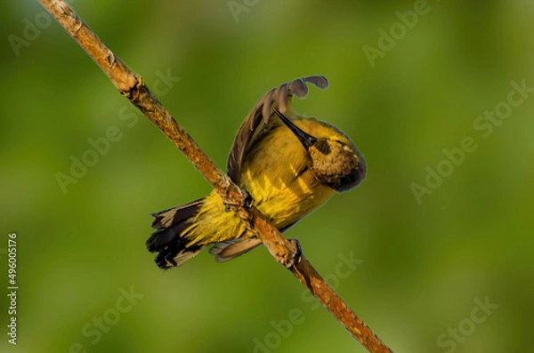 Obraz bird on a brach