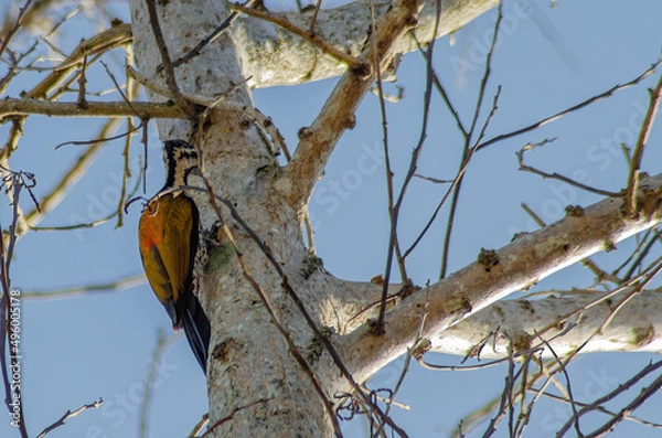 Obraz Common flameback