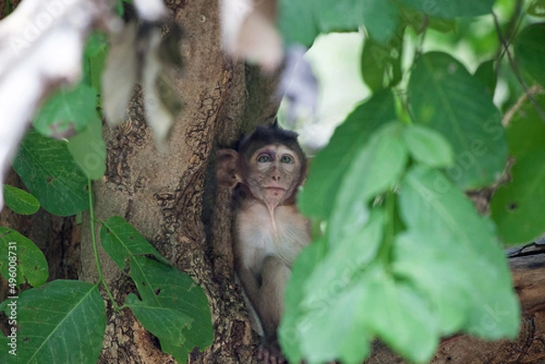 Fototapeta 可愛いサル