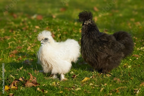 Obraz Two silkie hens white and black walking together