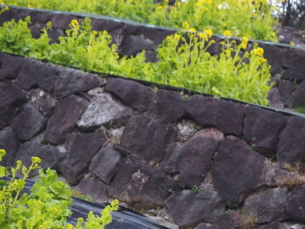 Fototapeta 菜の花