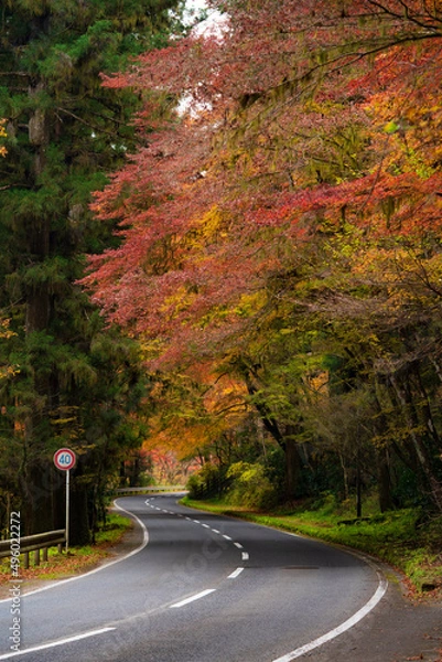 Fototapeta 紅葉の道 縦構図