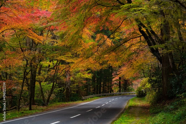 Fototapeta 紅葉の道 横構図