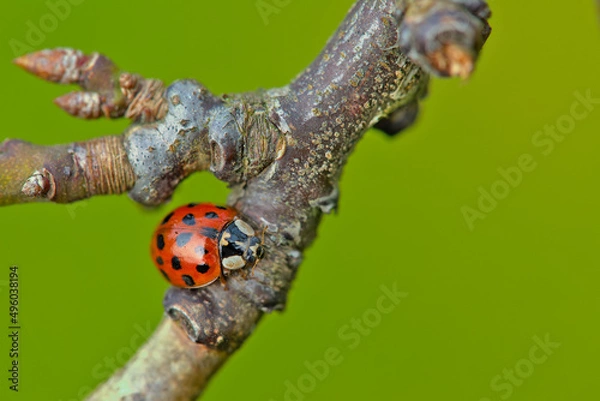 Obraz ladybug on leaf