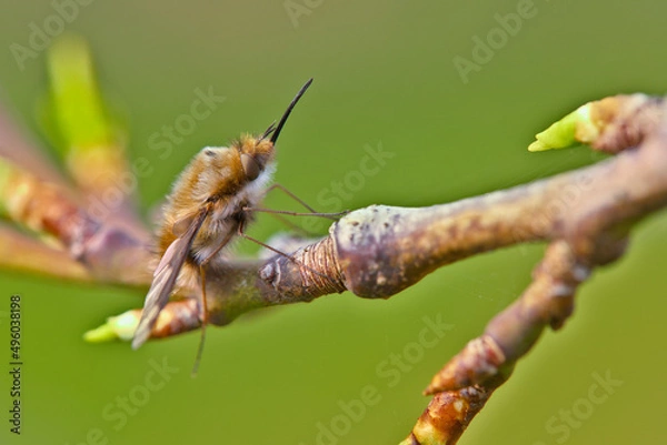 Obraz Bee fly on a twig