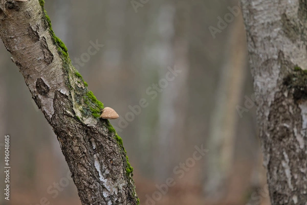 Obraz single tree mushroom on a birch