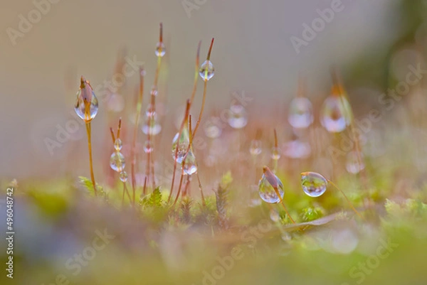 Obraz moss covered in dew drops