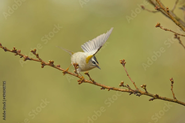 Obraz summer goldcrest taking off