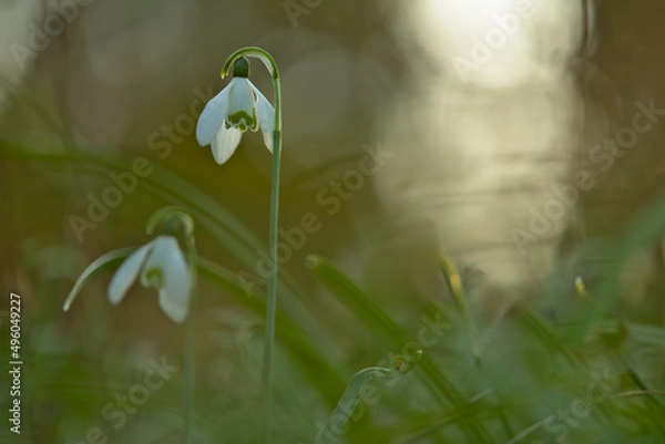 Obraz snowdrops in the forest