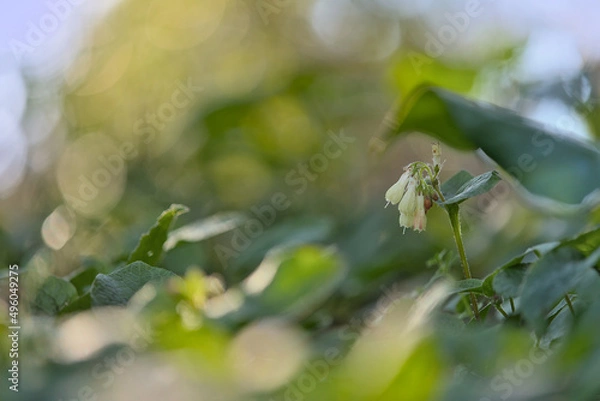 Obraz White blossoms between green leaves