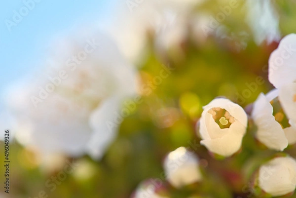 Obraz Cherry blossom in spring