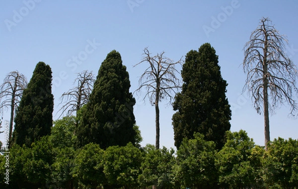 Fototapeta trees and sky